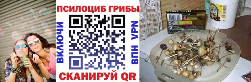 Псилоцибиновые грибы Psilocybine cubensis  Фурманов 